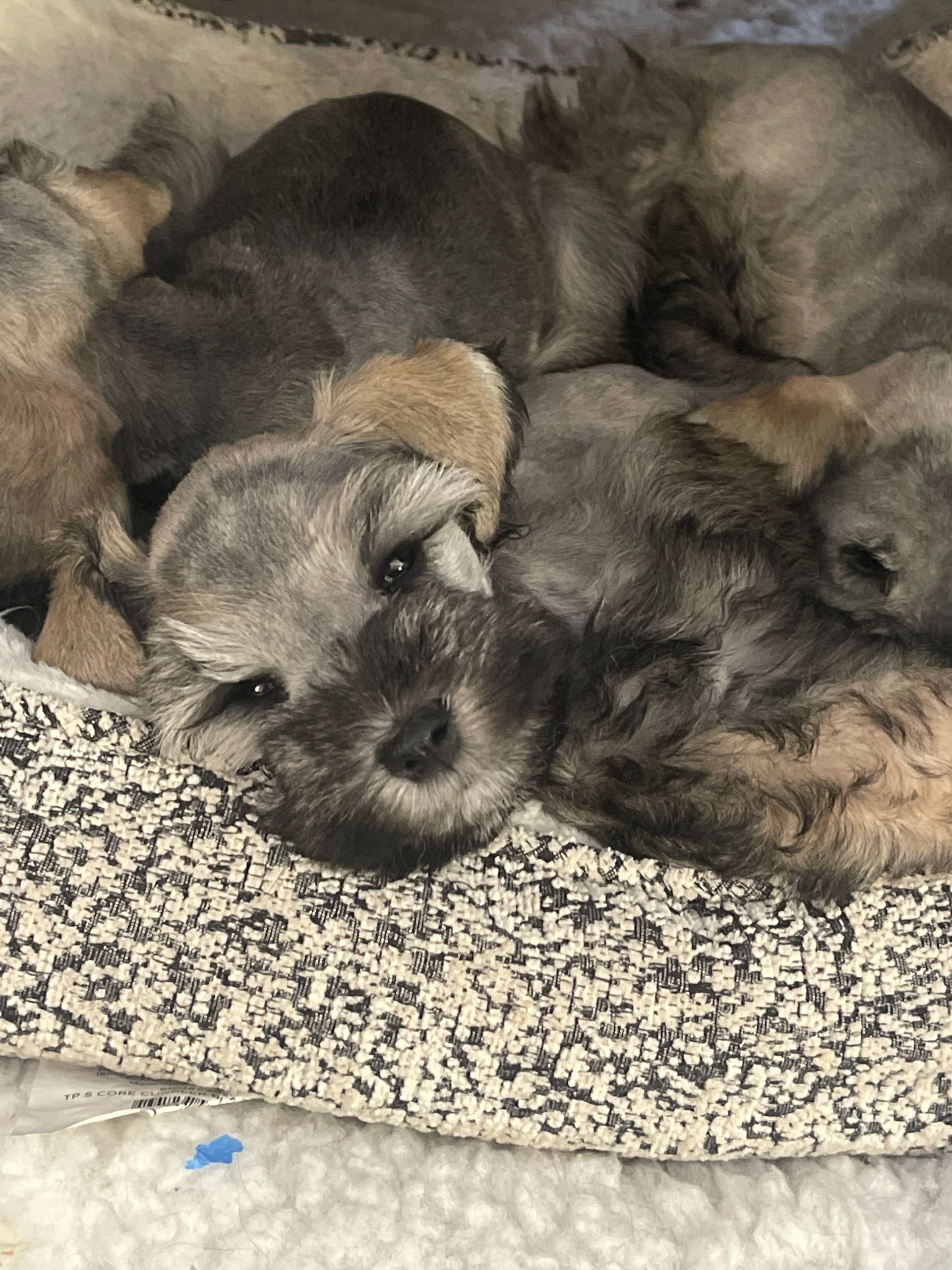 Miniature Schnauzer puppies cuddled together