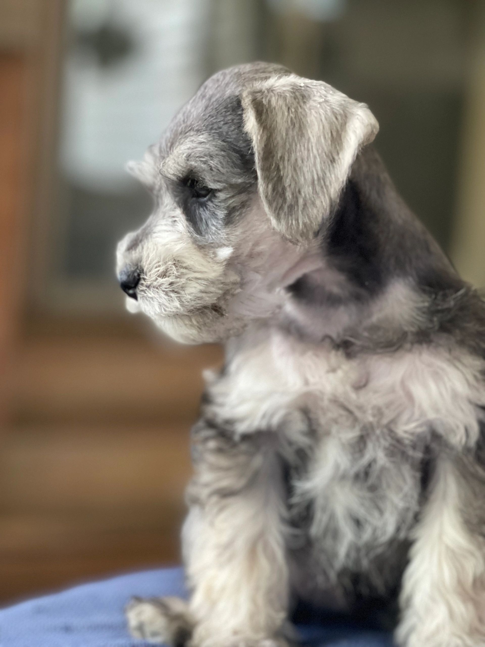 Young Miniature Schnauzer puppy in profile