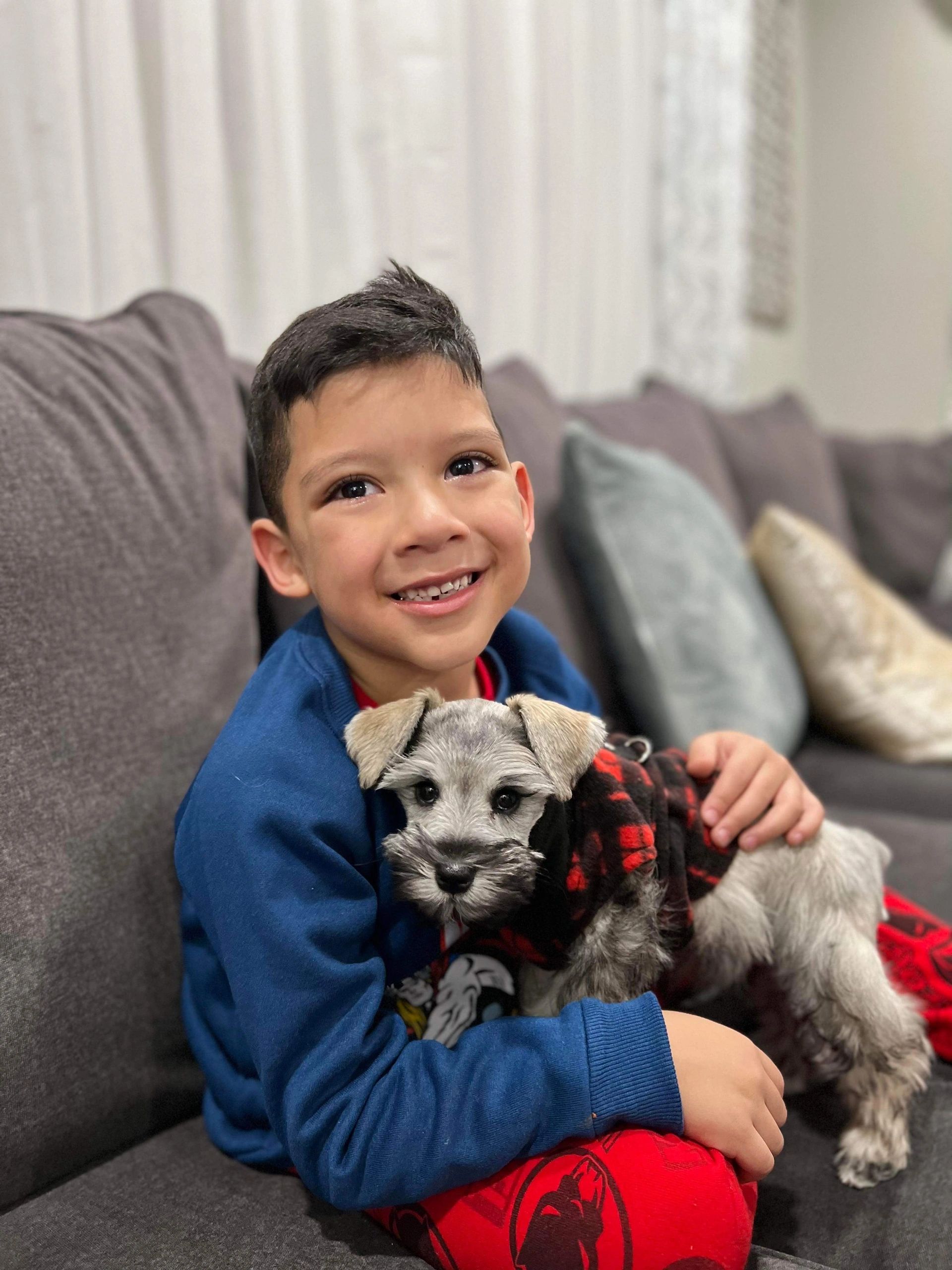 Child holding a Miniature Schnauzer puppy