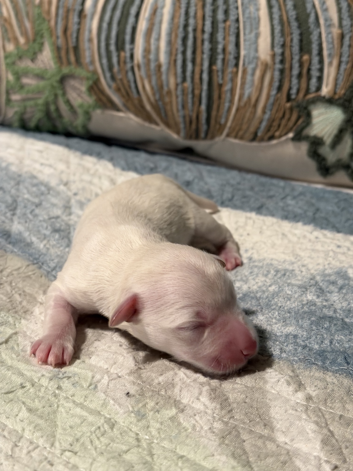 Newborn white Miniature Schnauzer puppy from the current litter