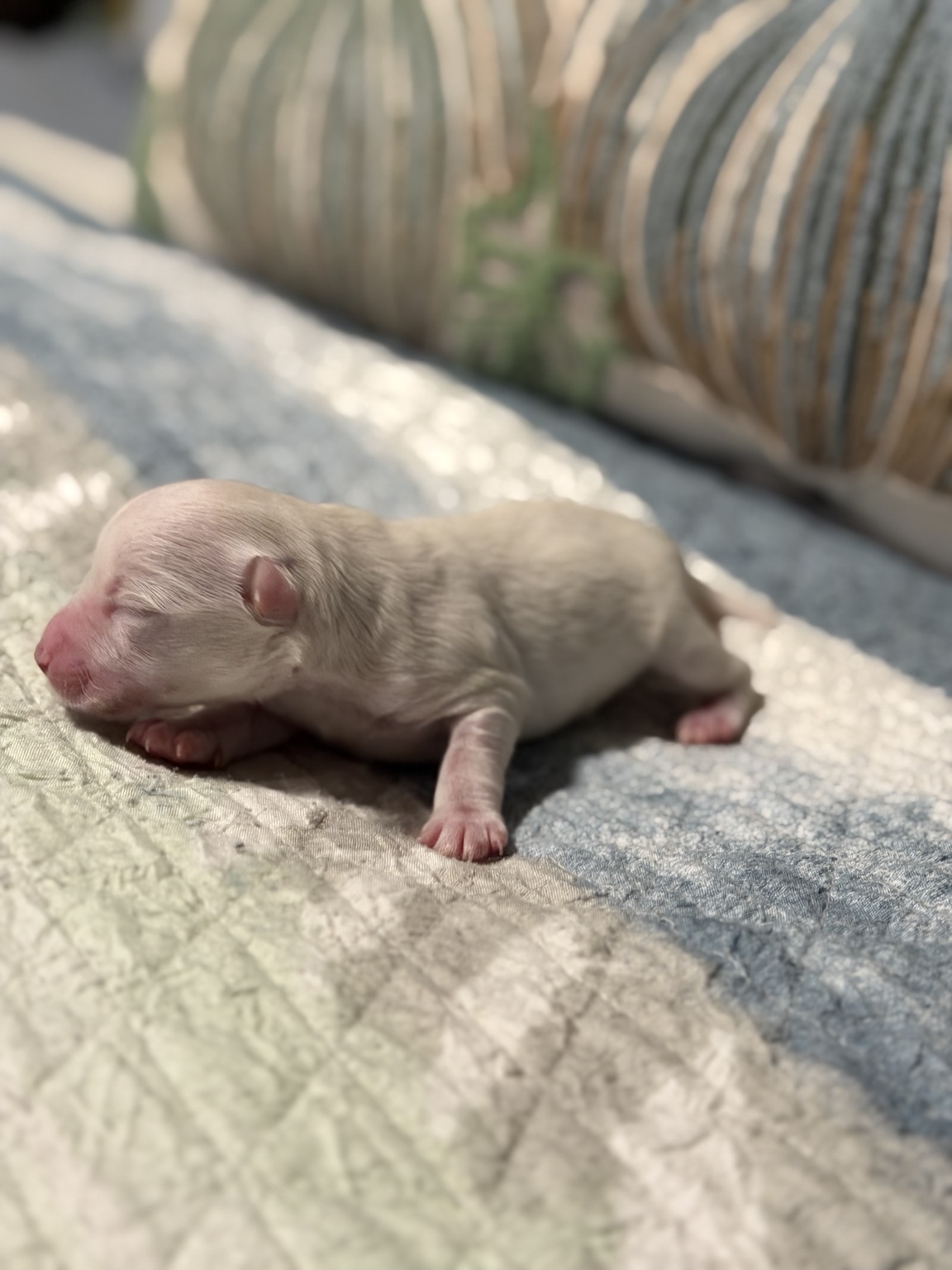 Newborn white Miniature Schnauzer puppy resting on a blue blanket