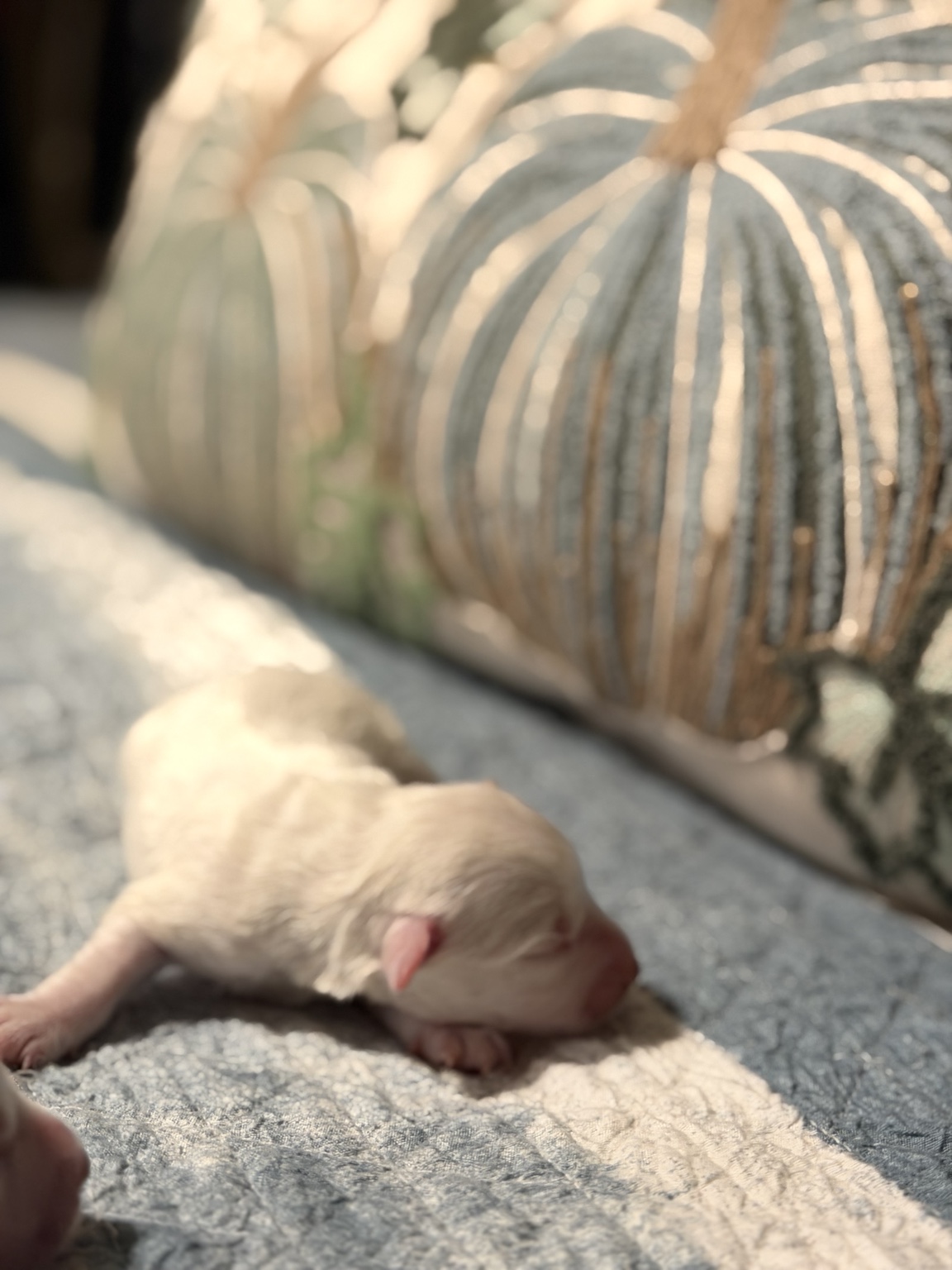 Newborn Miniature Schnauzer puppy photographed shortly after birth
