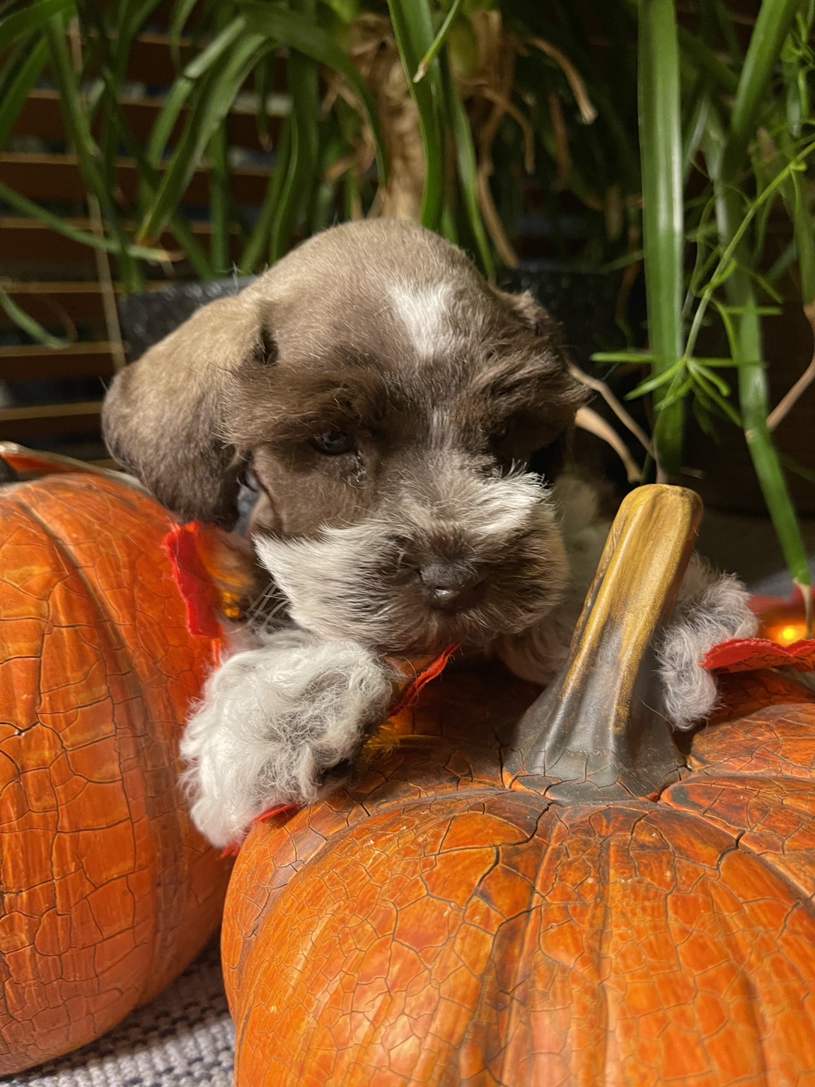 Brown Miniature Schnauzer puppy posed with fall pumpkins