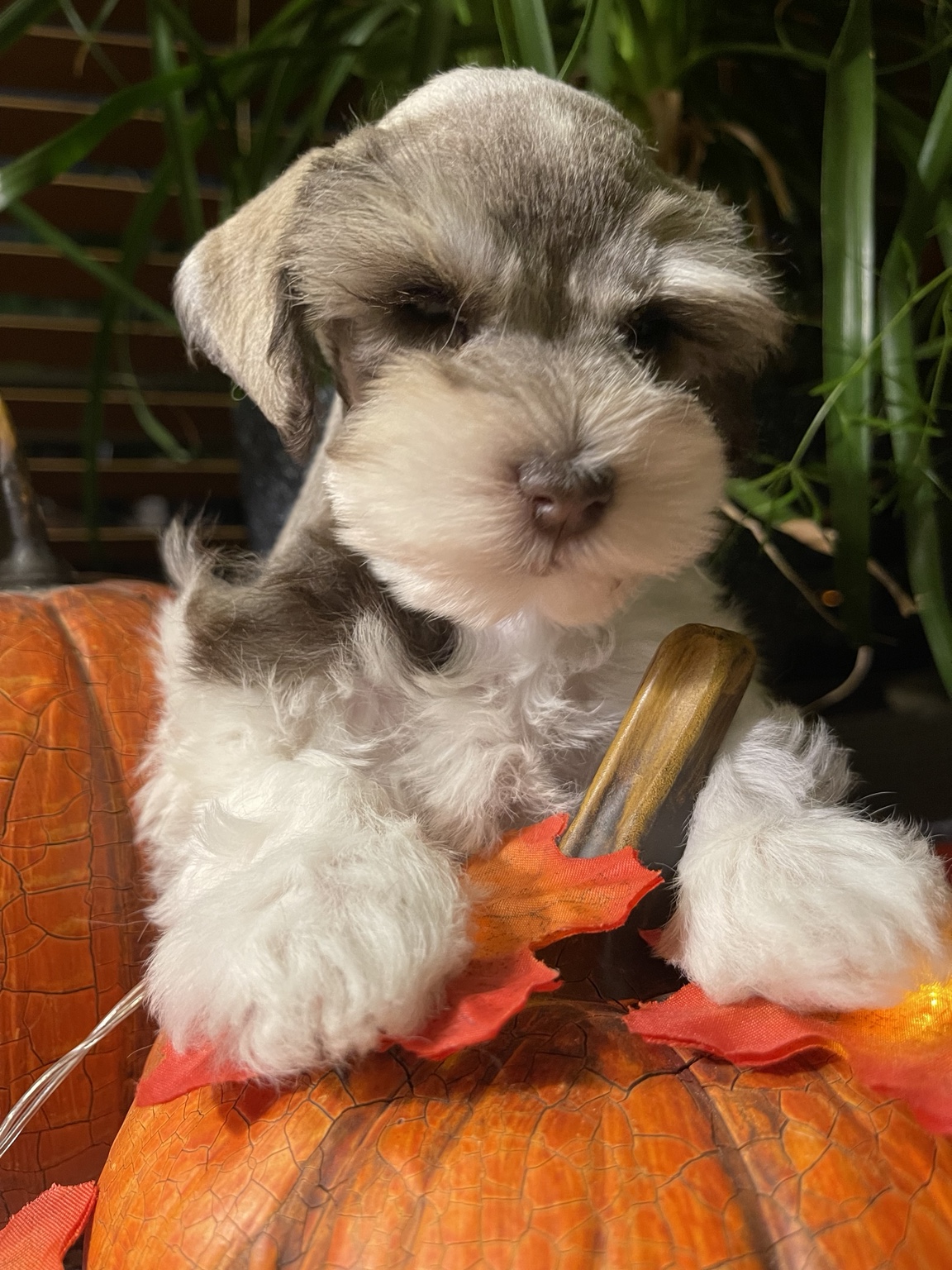 Parti Miniature Schnauzer puppy posed with fall pumpkins