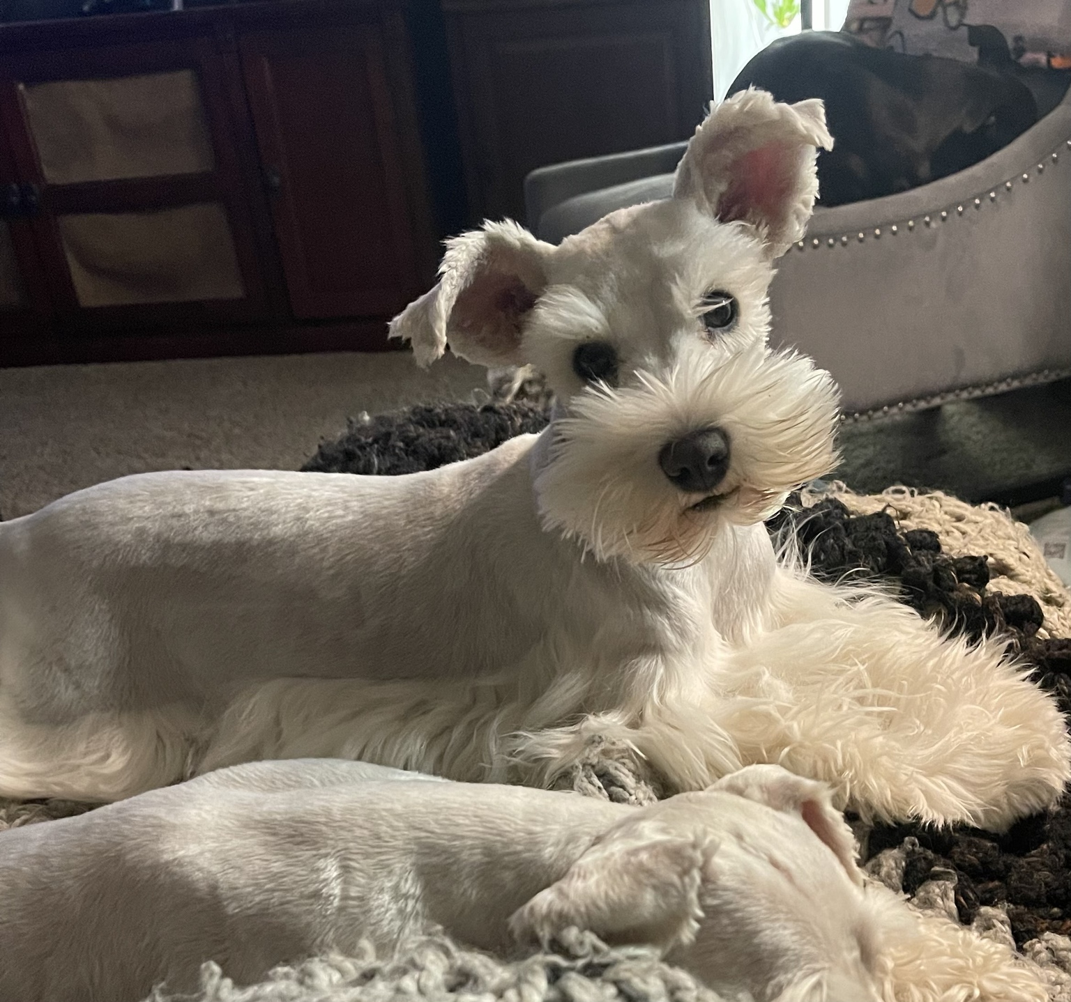 White Miniature Schnauzer relaxing at home