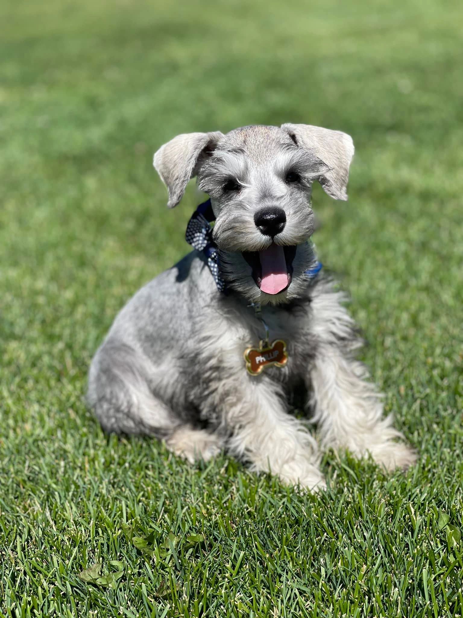 Miniature Schnauzer puppy sitting in green grass