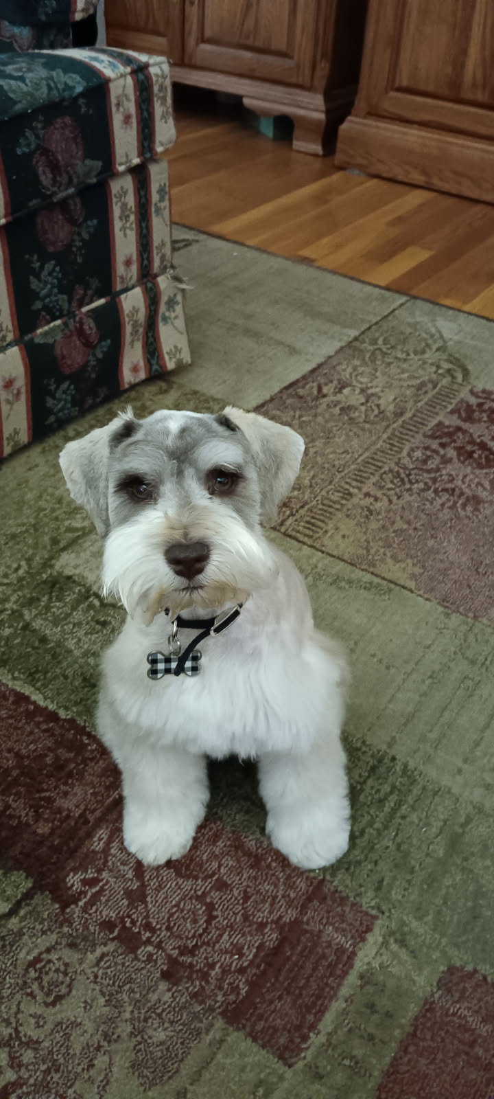 Grown parti Miniature Schnauzer sitting at home