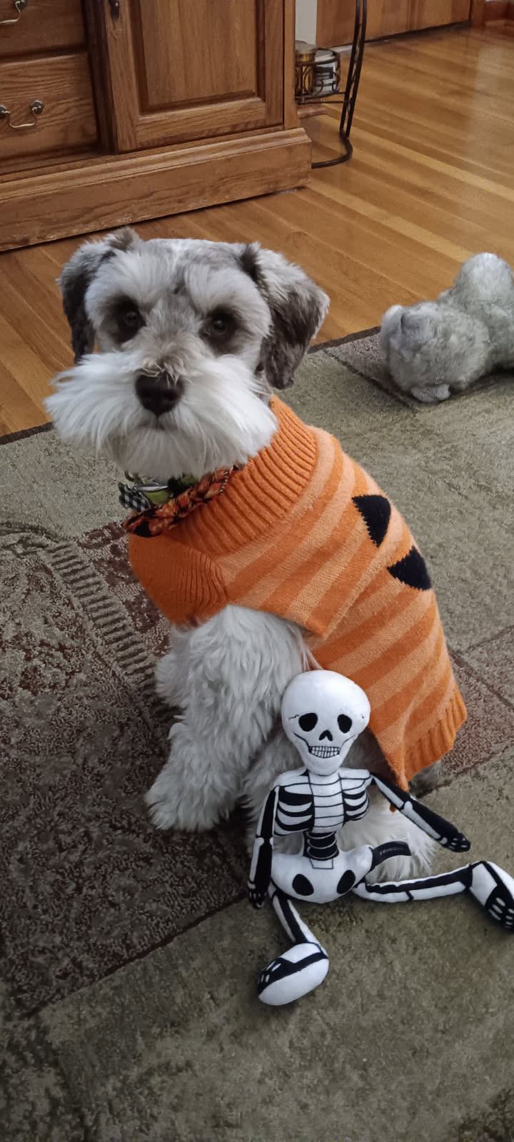 Miniature Schnauzer dressed for Halloween with a toy skeleton