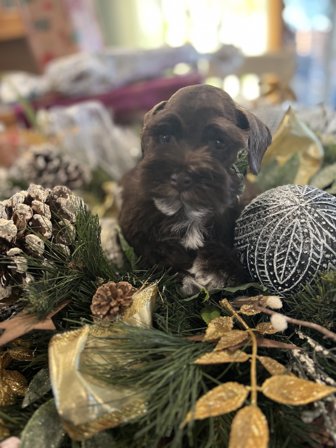 Black Miniature Schnauzer puppy in a holiday portrait