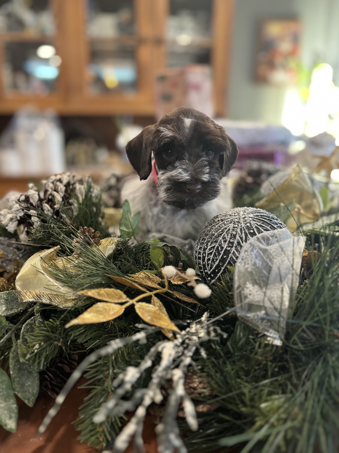 Parti Miniature Schnauzer puppy in a holiday portrait