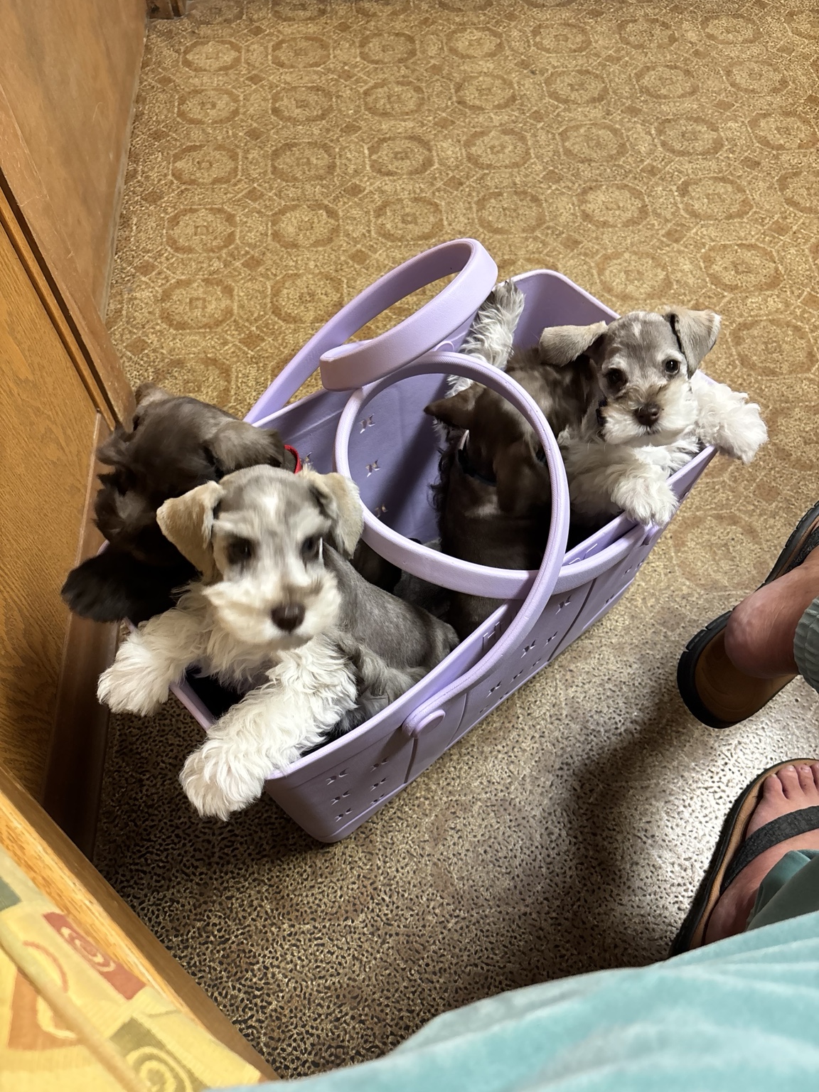 Miniature Schnauzer puppies peeking out of a purple basket