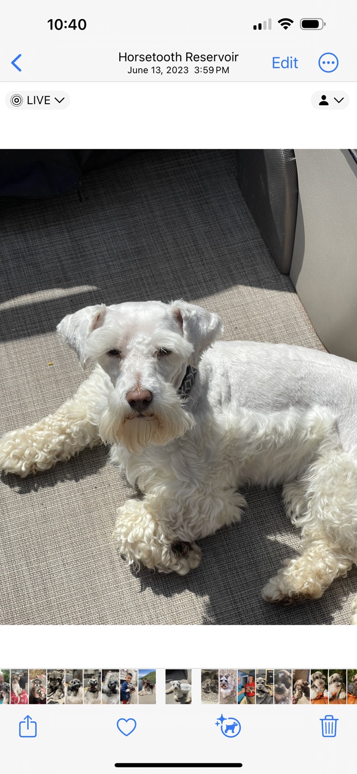White Miniature Schnauzer enjoying a sunny day outdoors